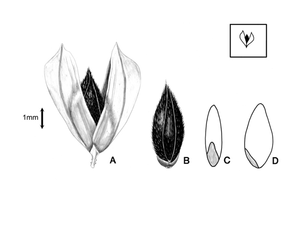 Phalaris Brachystachys seed with glume and floret drawing